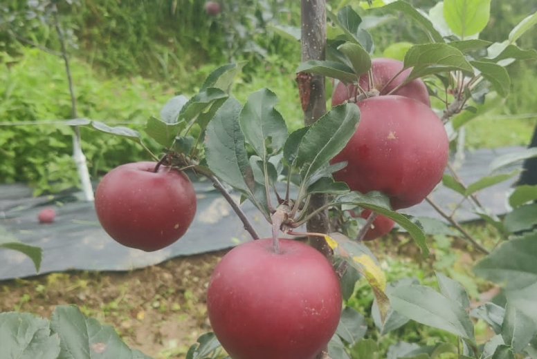 Himalayan Farm Connect LLP