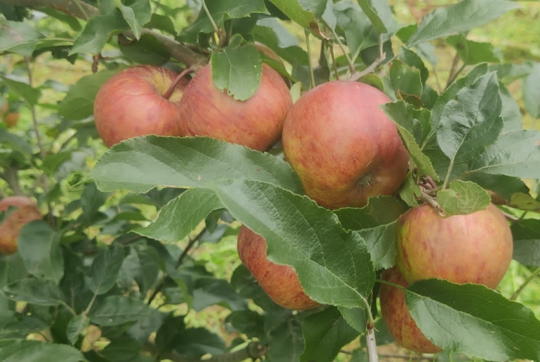 Himalayan Farm Connect LLP